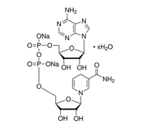 NADH, NICOTINAMIDE ADENINE DINICLEOTIDE FOR MICROBIOLOGY
